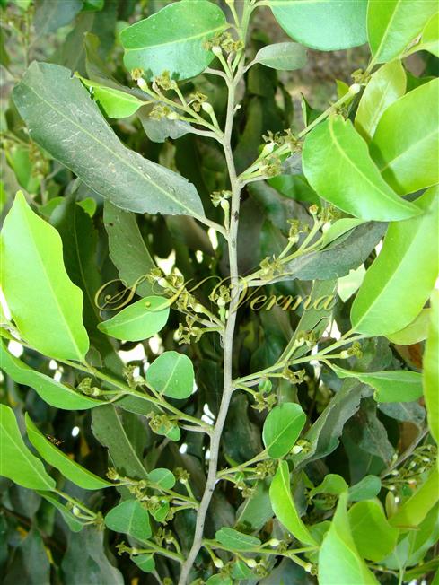  Twig with Female flowers
